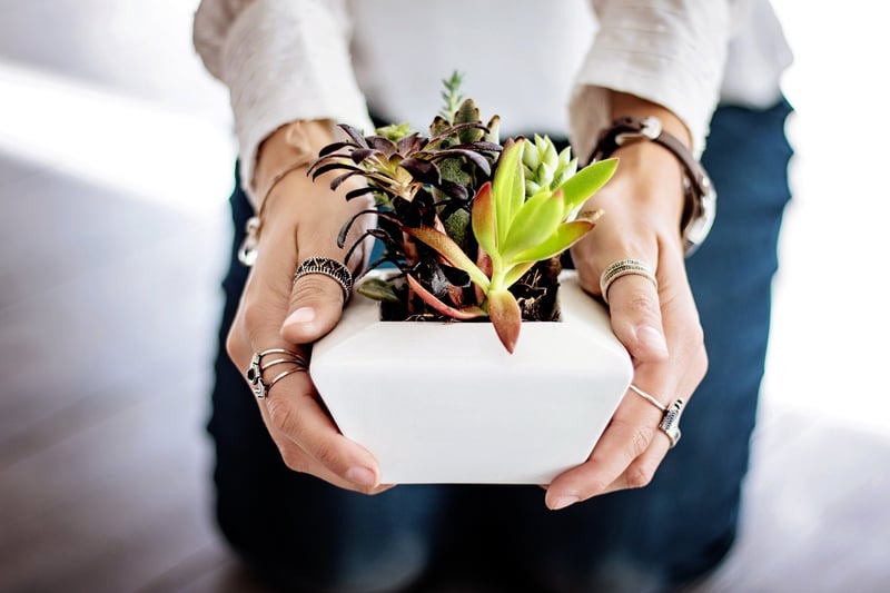 Enchanted Plant Care