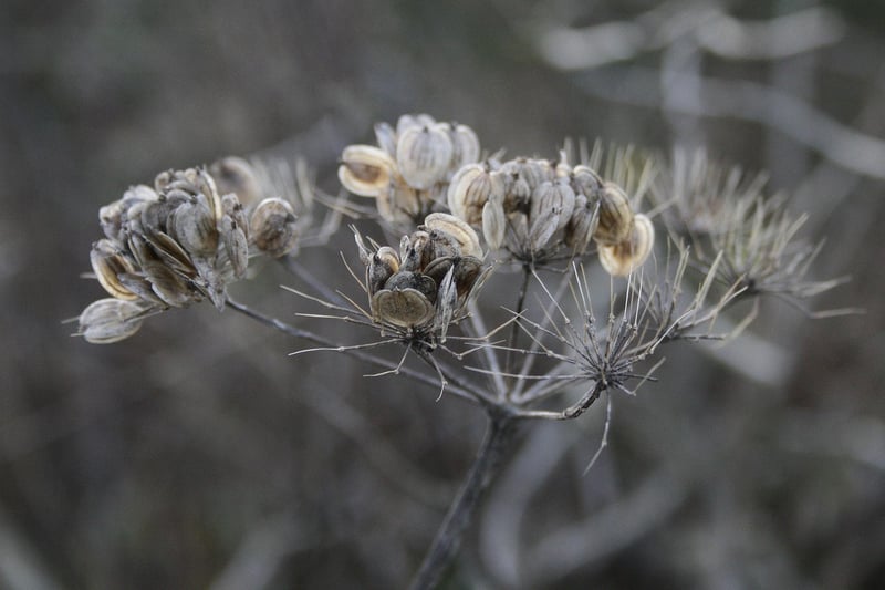 Mystic Botany