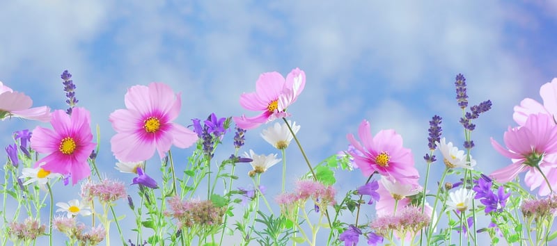 Enchanted Flowers