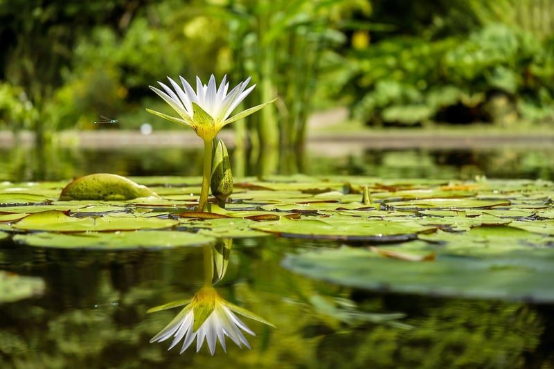Water Garden